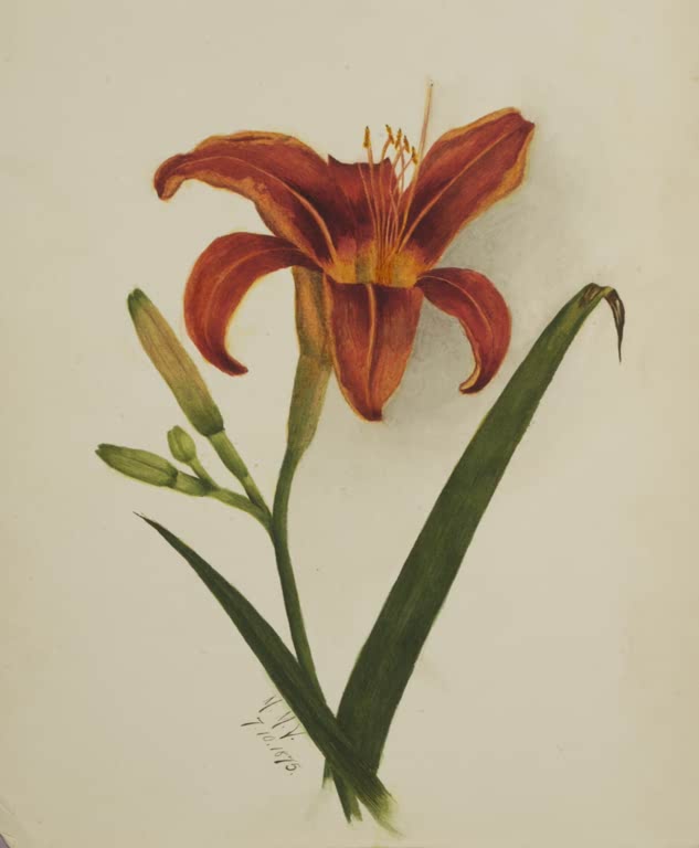 Mary Vaux Walcott Orangerote Lilie Kunstkopie, orangerote Lilie mit Knospen und langen grünen Blättern