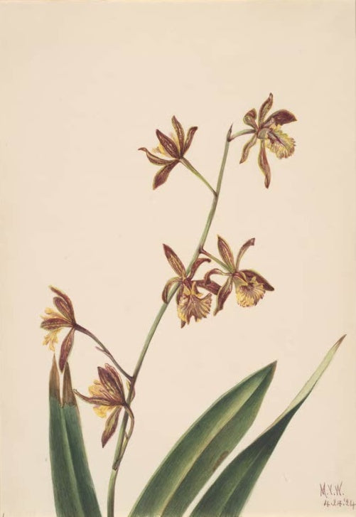 Mary Vaux Walcott Orchideenstudie Kunstkopie, bogiger Stängel mit gelbbraun gestreiften Orchideenblüten und dunklen Blättern