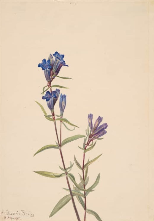 Mary Vaux Walcott Oregon-Enzian Kunstkopie, tiefblaue Blüten an schlanken Stängeln