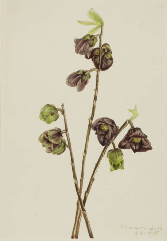 Mary Vaux Walcott Papau Kunstkopie, kahle Zweige mit dunkelpurpurnen Blüten und grünen Knospen