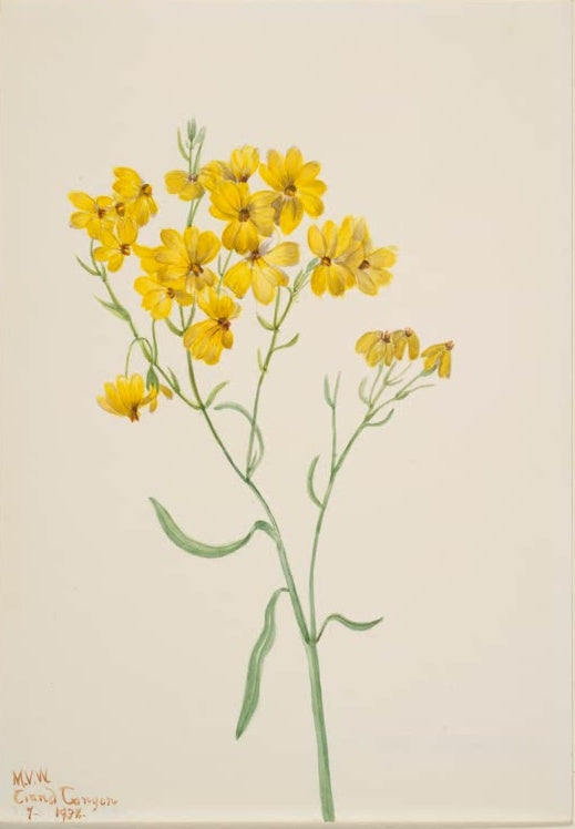 Mary Vaux Walcott Papierblume Kunstkopie, gelbe Blütendolden an schlankem grünem Stängel auf hellem Papiergrund