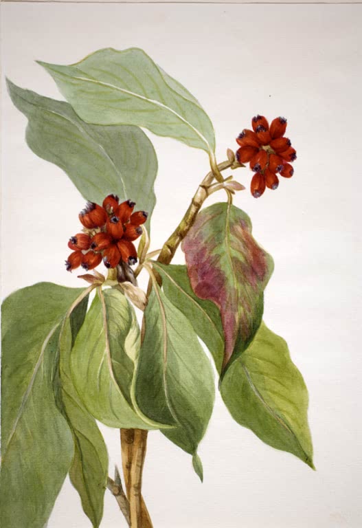 Mary Vaux Walcott Pazifischer Blumen-Hartriegel Kunstkopie, rote Früchte zwischen großen grünen Blättern