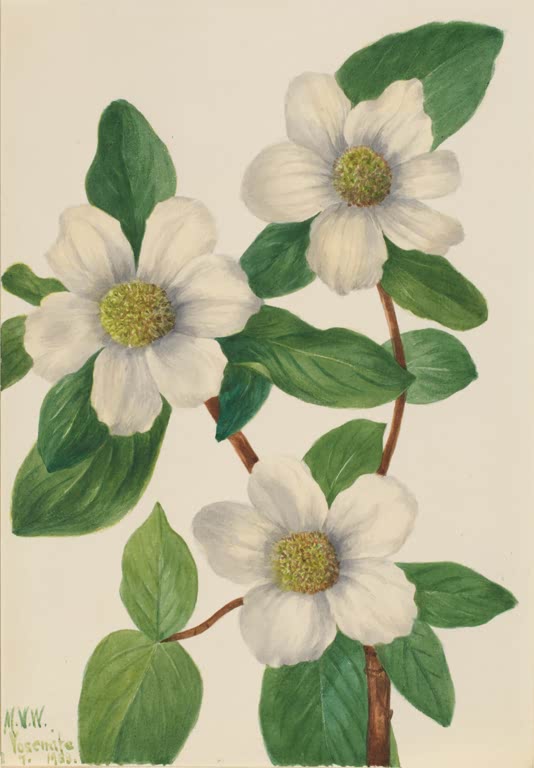 Mary Vaux Walcott Pazifischer Blumenhartriegel Kunstkopie, weiße Blüten zwischen dunkelgrünen Blättern