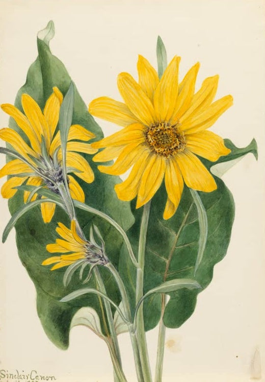 Mary Vaux Walcott Pfeilblättrige Balsamwurzel Kunstkopie, große gelbe Blütenköpfe vor mächtigen dunkelgrünen Blättern