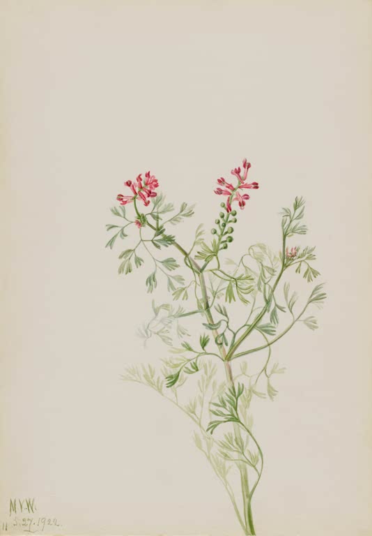 Mary Vaux Walcott Pflanze mit rosa Blüten Kunstkopie, Pflanze mit rosa Blütenbüscheln und fein geteilten blaugrünen Blättern