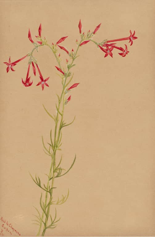 Mary Vaux Walcott Pflanze mit roten Röhrenblüten Kunstkopie, hoher Stängel mit roten Röhrenblüten und fadenförmigen Blättern