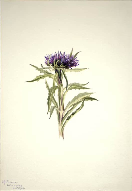 Mary Vaux Walcott Pflanzenstudie mit Distelblüte Kunstkopie, aufrechter Stängel mit purpurner Blüte und gezähnten Blättern