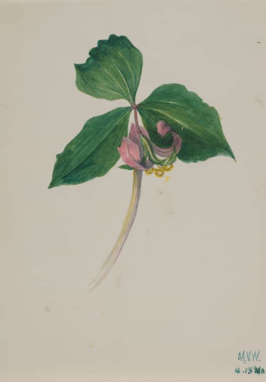 Mary Vaux Walcott Pflanzenstudie mit rosa Blüte Kunstkopie, drei grüne Blätter und eingerollte rosa Blüte