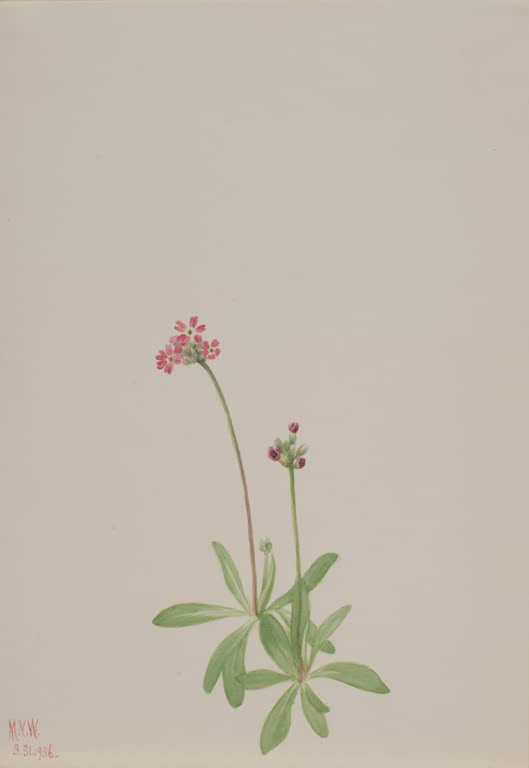 Mary Vaux Walcott Pflanzenstudie mit rosa Blütendolde Kunstkopie, schlanke Pflanze mit rosa Blütendolde und Blattrosette