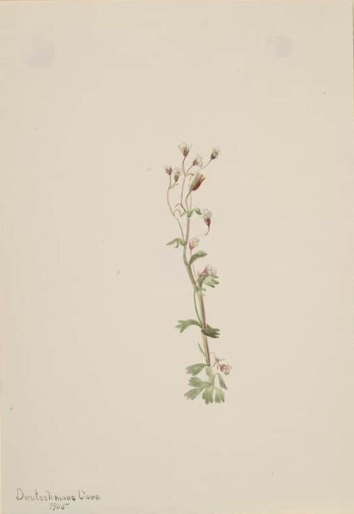 Mary Vaux Walcott Pflanzenstudie mit zarten Blüten Kunstkopie, feine Pflanze mit weißen Blüten und gelappten Blättern