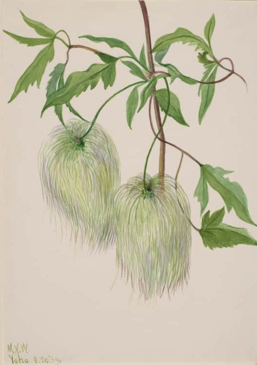Mary Vaux Walcott Pflanzenstudie flaumige Fruchtstände Kunstkopie, zwei flaumige Fruchtstände in Grün und Violett