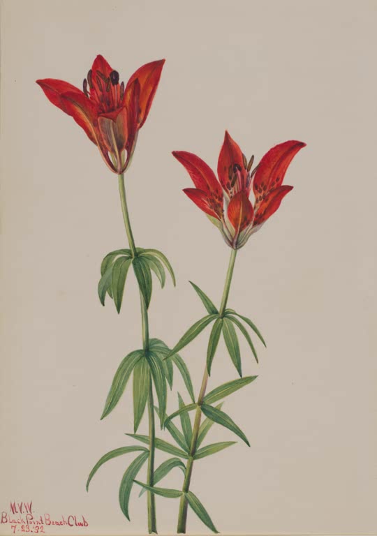 Mary Vaux Walcott Philadelphia-Lilie Kunstkopie, zwei rotorange Lilienblüten auf schlanken Stängeln mit grünen Blattquirlen