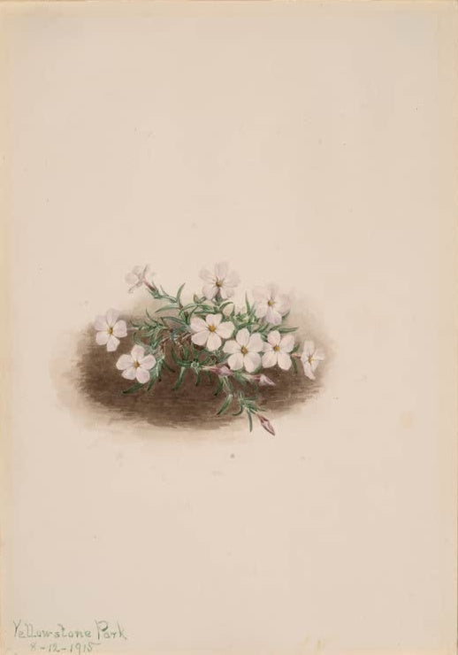 Mary Vaux Walcott Phlox im Yellowstone-Park Kunstkopie, kleines Polster aus weißen Phloxblüten auf braunem Erdboden