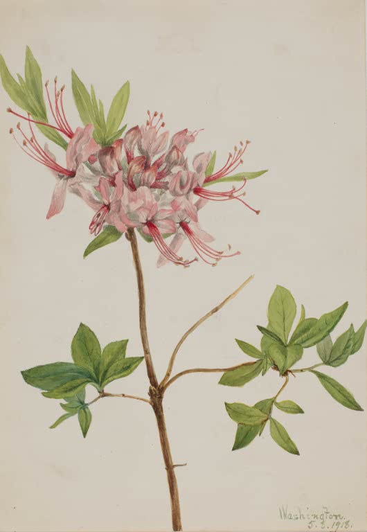 Mary Vaux Walcott Pinxterblüte Kunstkopie, rosa Azaleenblüten mit langen roten Staubfäden an einem Zweig