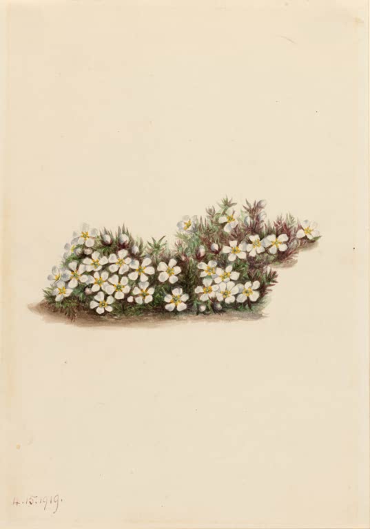 Mary Vaux Walcott Pixiemoos Kunstkopie, flaches Polster aus dunklen Blättchen mit vielen kleinen weißen Blüten