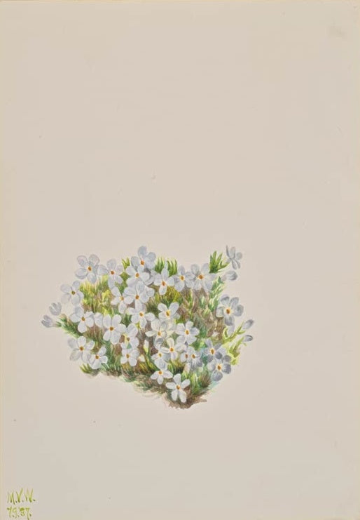 Mary Vaux Walcott Polsterphlox Kunstkopie, dichtes Polster mit zartblauen bis weißen Blüten auf feinem hellgrünem Laub