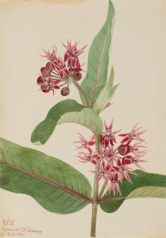 Mary Vaux Walcott Prächtige Seidenpflanze Kunstkopie, rosa Sternblüten-Dolden an breitblättrigem Stängel