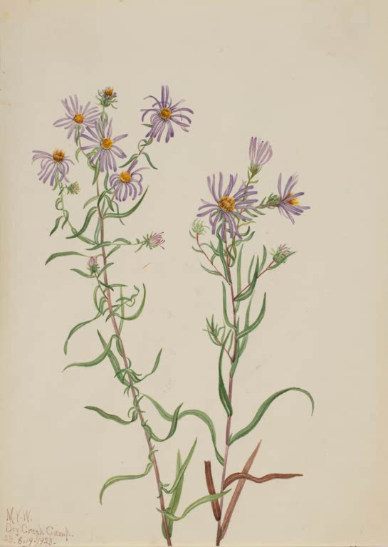 Mary Vaux Walcott Prärie-Aster Kunstkopie, zwei Pflanzen mit violetten Strahlenblüten und schmalen, gebogenen Blättern