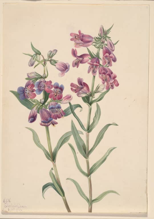 Mary Vaux Walcott Prärie-Bartfaden Kunstkopie, zwei Stängel mit purpurrosa und blauvioletten Röhrenblüten