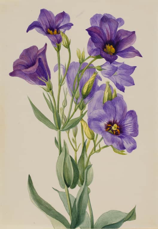 Mary Vaux Walcott Prärie-Enzian Kunstkopie, violette Trichterblüten mit gelben Staubbeuteln