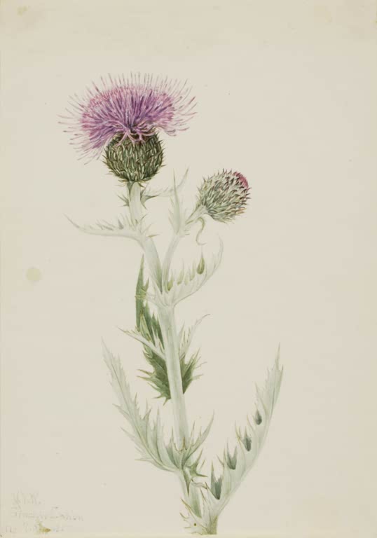 Mary Vaux Walcott Prärie-Kratzdistel Kunstkopie, violettrosa Distelblüte mit silbrig grauen, gezackten Blättern