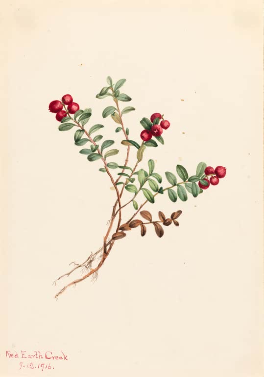 Mary Vaux Walcott Preiselbeere Kunstkopie, rote Beeren an dünnem Zweig mit dunklen Blättern und Wurzeln