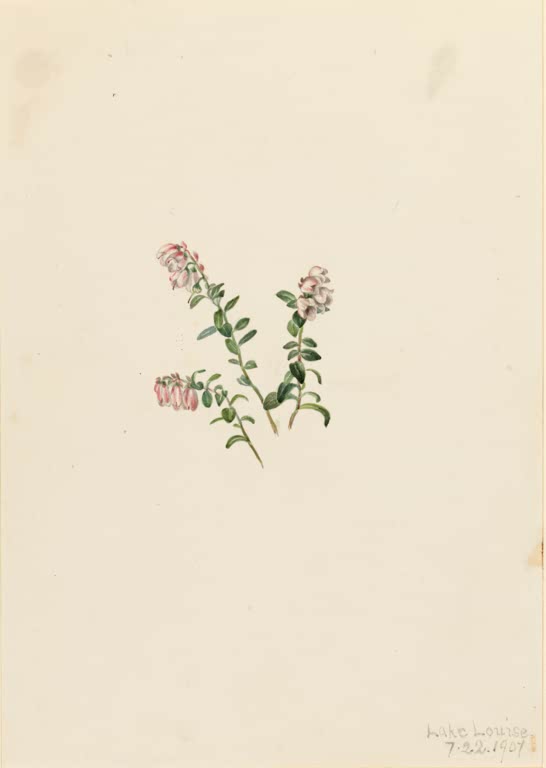 Mary Vaux Walcott Preiselbeere Kunstkopie, rosa Blütenglöckchen an dünnen Trieben mit kleinen grünen Blättern