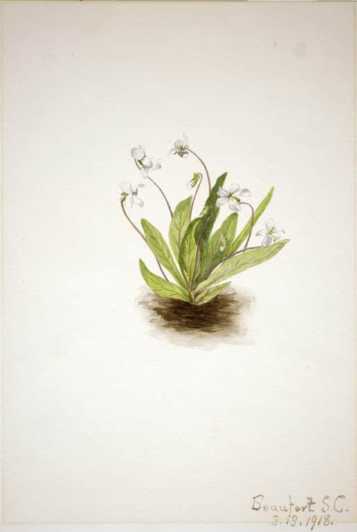 Mary Vaux Walcott Primelblättriges Veilchen Kunstkopie, weiße Veilchenblüten über grüner Blattrosette auf einem Erdfleck