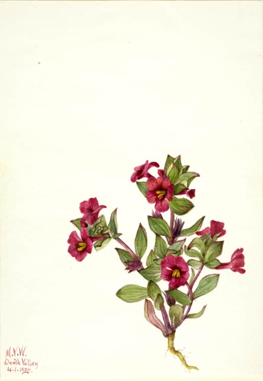 Mary Vaux Walcott Purpur-Gauklerblume Kunstkopie, purpurrote Blüten mit gelbem Schlund an kompaktem Trieb