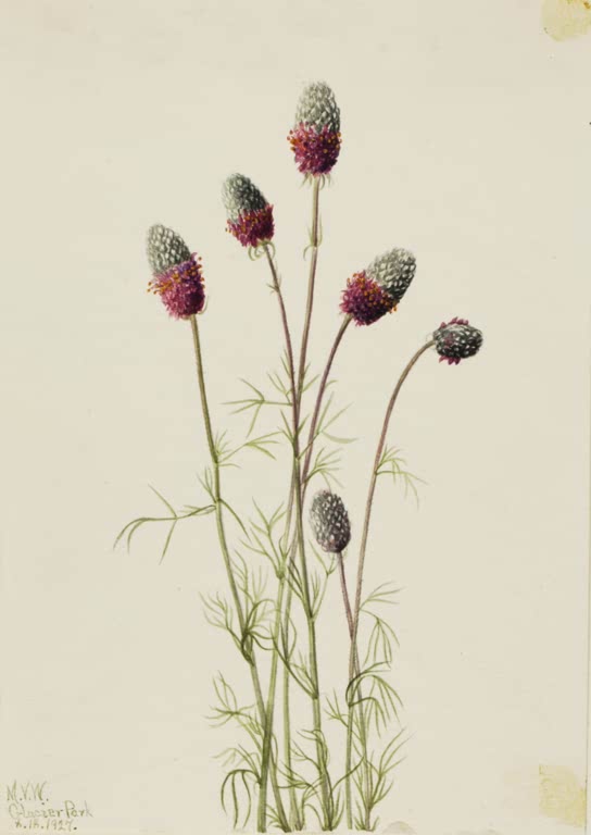 Mary Vaux Walcott Purpur-Prärieklee Kunstkopie, sechs Stiele mit purpurrosa Blütenköpfen und fein zerteilten grünen Blättern