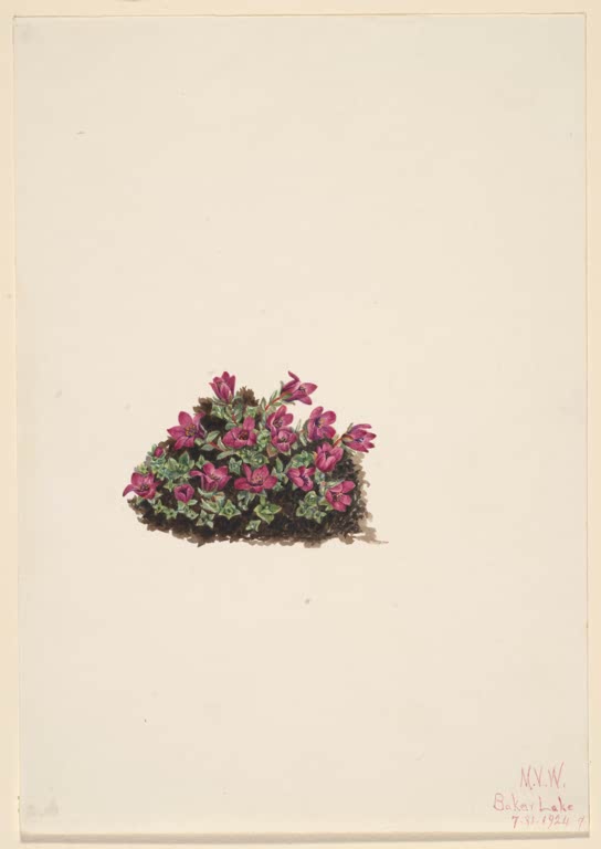 Mary Vaux Walcott Purpur-Steinbrech Kunstkopie, kleines grünes Polster dicht besetzt mit leuchtend purpurrosa Blüten
