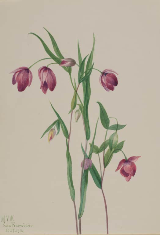 Mary Vaux Walcott Purpurne Feenlaterne Kunstkopie, hängende purpurrosa Blüten an dünnen Stielen mit schmalen Blättern