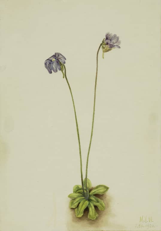 Mary Vaux Walcott Purpurnes Fettkraut Kunstkopie, zwei violette Blüten an langen dünnen Stielen über gelbgrüner Rosette