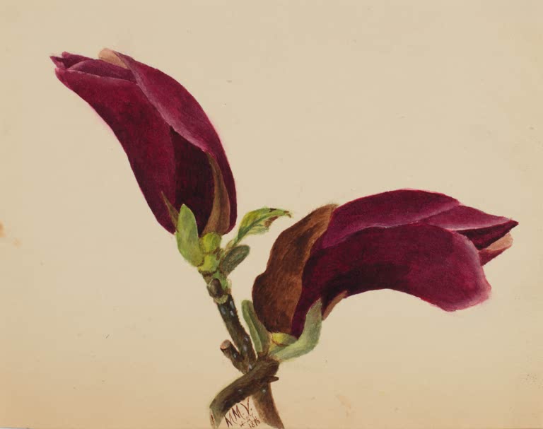 Mary Vaux Walcott Purpurrote Knospen am Zweig Kunstkopie, zwei tiefpurpurne Knospen an einem Zweig mit Blattansätzen