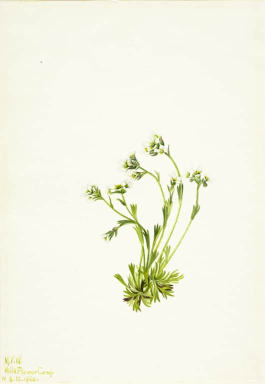 Mary Vaux Walcott Rasen-Steinbrech Kunstkopie, dünne Stängel mit winzigen weißen Blüten über einer Blattrosette