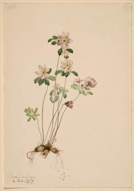 Mary Vaux Walcott Rautenanemone Kunstkopie, blassrosa Blüten mit gelbem Zentrum an langen Stielen über gelappten Blättern