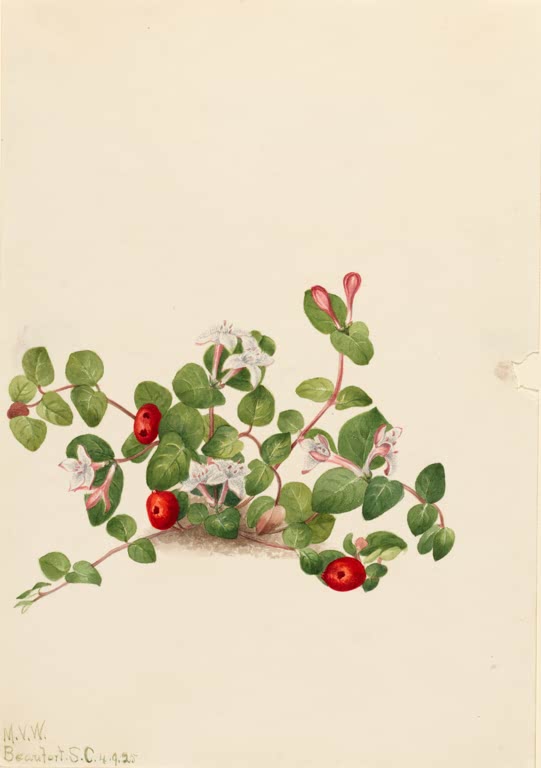 Mary Vaux Walcott Rebhuhnbeere Kunstkopie, kriechender Trieb mit weißen Blüten und leuchtend roten Beeren