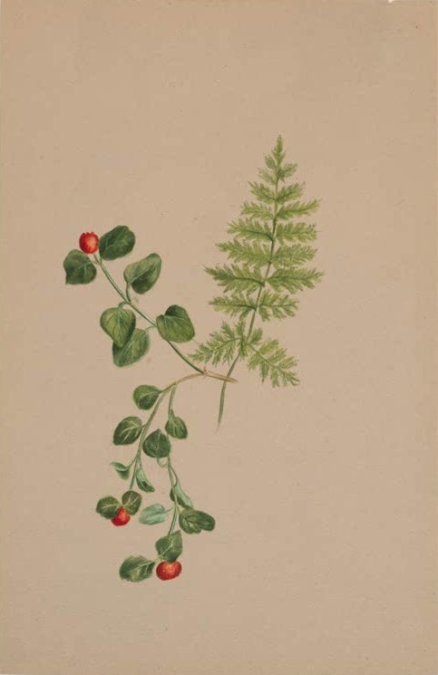 Mary Vaux Walcott Rebhuhnbeere mit Farnwedel Kunstkopie, rote Beeren an Zweigen neben einem Farnwedel auf getöntem Papier