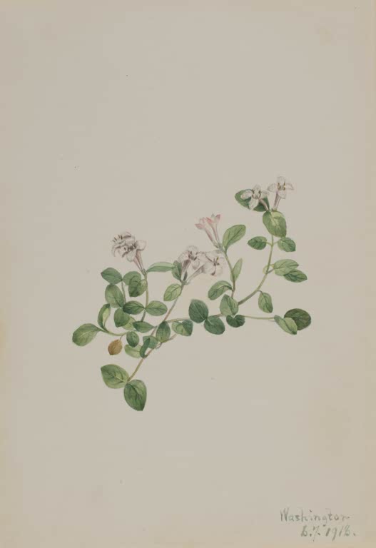 Mary Vaux Walcott Rebhuhnbeere Kunstkopie, kriechender Zweig mit runden Blättern und Blüten