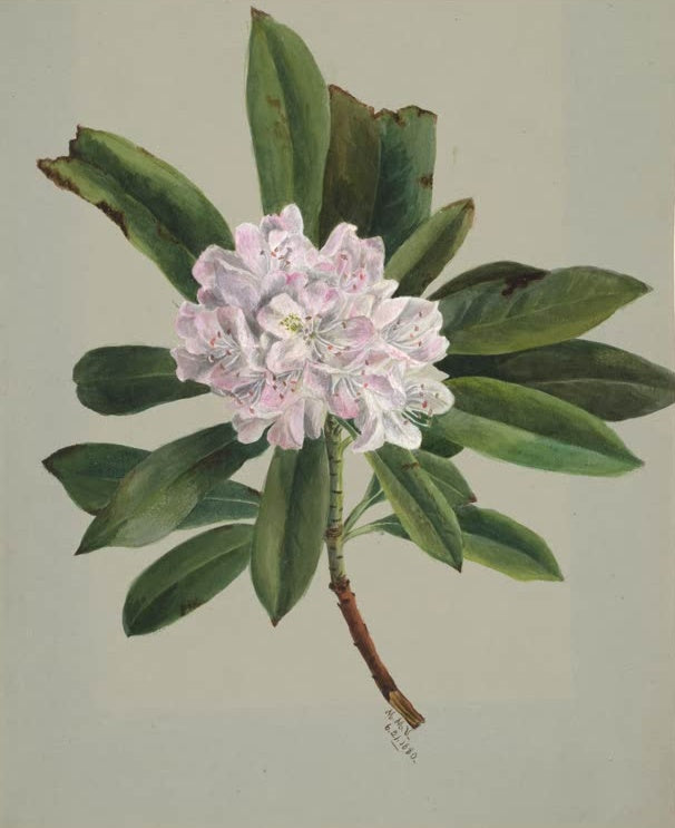 Mary Vaux Walcott Riesen-Rhododendron Kunstkopie, zartrosa Rhododendrondolde umgeben von dunkelgrünen Blättern