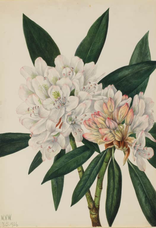 Mary Vaux Walcott Riesen-Rhododendron Kunstkopie, große weiße Rhododendron-Blütendolde mit Knospen und dunkelgrünen Blättern