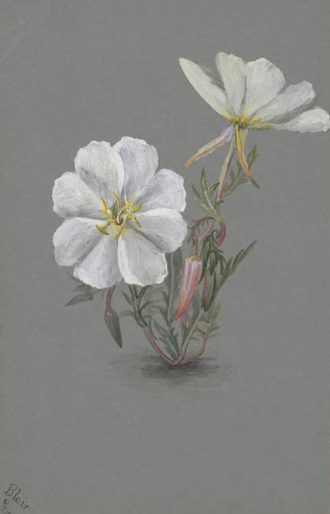 Mary Vaux Walcott Riesen-Stendelwurz Kunstkopie, zwei große weiße Blüten auf grauem Papier