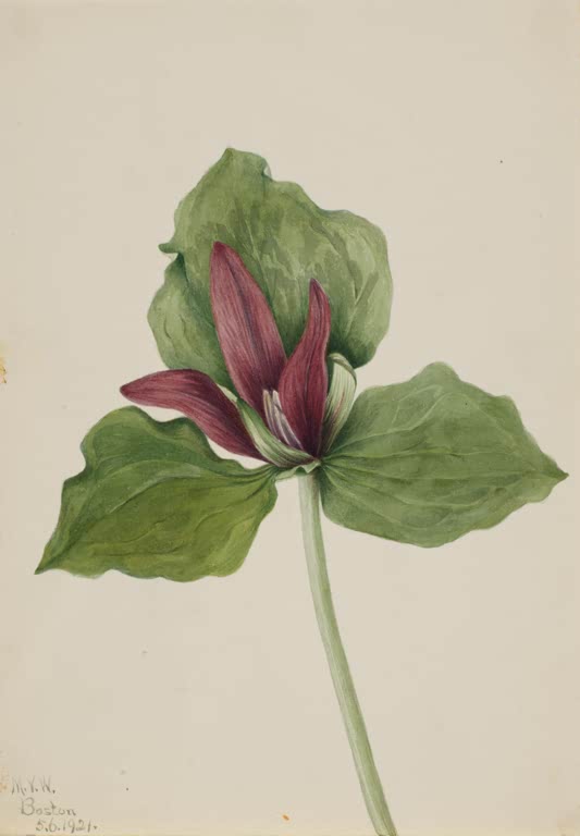 Mary Vaux Walcott Riesen-Waldlilie Kunstkopie, eine Waldlilie mit aufrechten dunkelroten Blütenblättern
