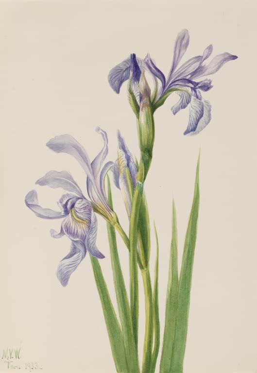 Mary Vaux Walcott Rocky-Mountain-Schwertlilie Kunstkopie, violette Blüten und schlanke grüne Blätter auf hellem Grund