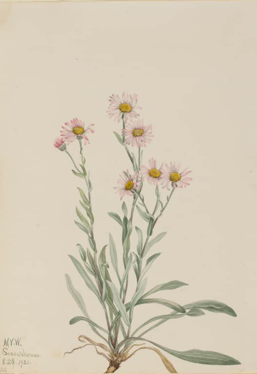 Mary Vaux Walcott Rosa Berufkraut Kunstkopie, mehrere Pflanzenstängel mit rosa Strahlenblüten