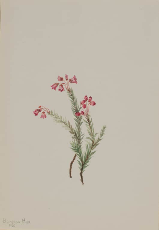 Mary Vaux Walcott Rosa Blauheide Kunstkopie, rosa Glöckchenblüten an feinen, nadelblättrigen Zweigen vor hellem Papier