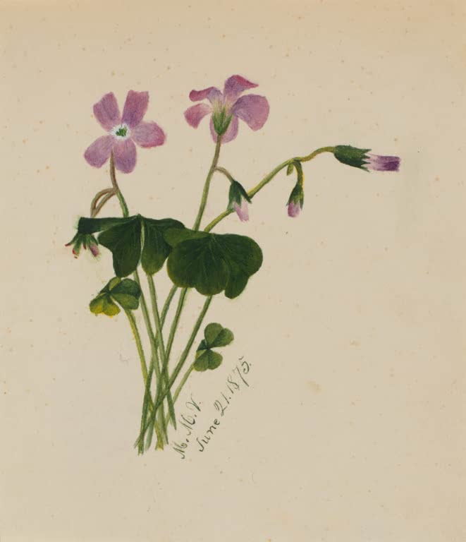 Mary Vaux Walcott Rosa Blüten, dreiteilige Blätter Kunstkopie, rosaviolette Blüten mit dreiteiligen dunkelgrünen Blättern