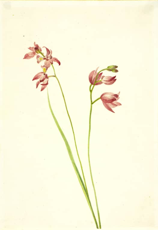 Mary Vaux Walcott Rosa Grasorchidee Kunstkopie, hängende rosa Orchideenblüten an dünnen Stielen mit langem grünem Blatt