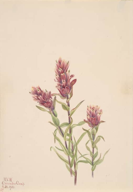 Mary Vaux Walcott Rosa Indianerpinsel Kunstkopie, drei rosa Blütenstände mit schmalen grünen Blättern