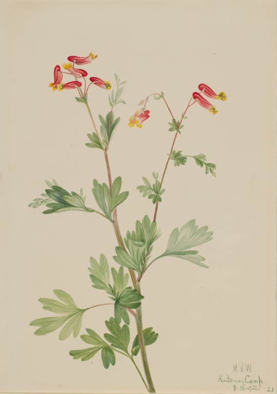 Mary Vaux Walcott Rosa Lerchensporn Kunstkopie, rosarote Röhrenblüten mit gelben Spitzen